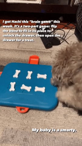 GIF from a reviewer showing a dog sniffing out a treat