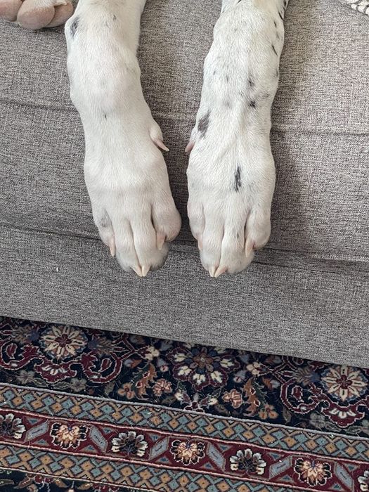 a reviewer's photo showcasing their dog's neatly trimmed nails
