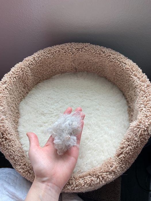 A hand clutching a clump of fur extracted from a cat's bed.