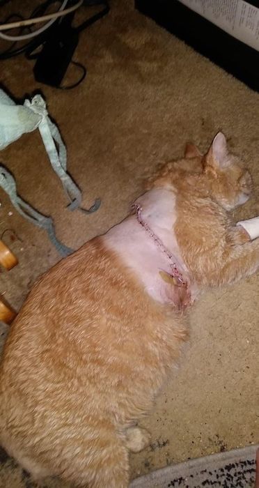 A reviewer’s cat showing a large surgery scar.