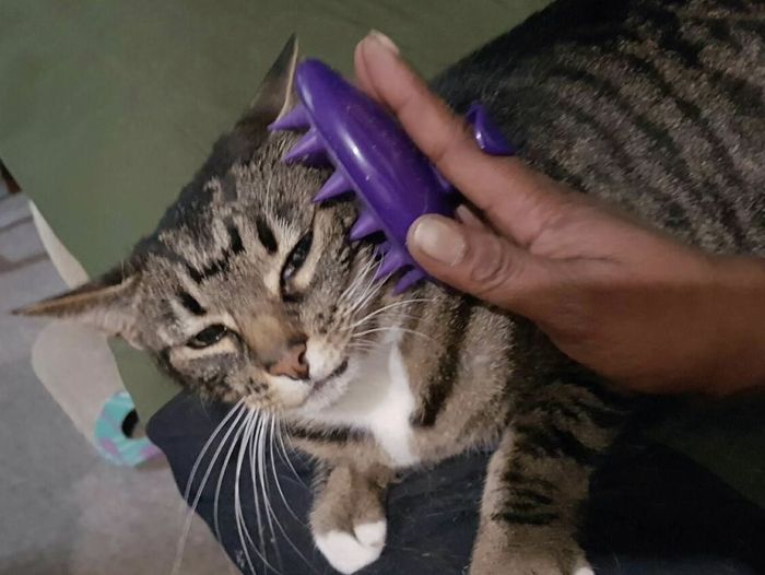 a striped cat being brushed with a purple silicone brush that fits comfortably in the palm of a hand