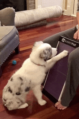 A gif of a dog scratching at the file board.