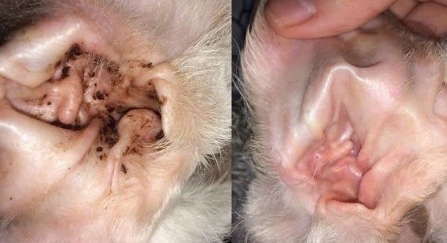 A split image comparison: the left side shows a dog's ear interior with numerous brown spots, while the right side displays the same ear now spotless and clean.