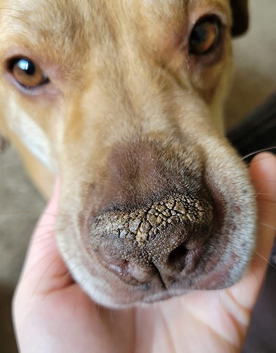 a photo of a dog with a dry, cracked nose