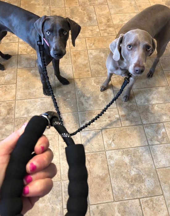 a reviewer holding a leash attached to two dogs