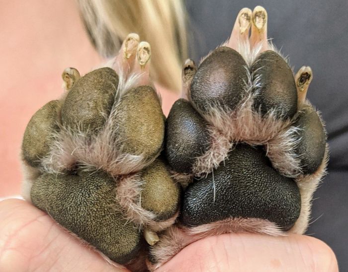 A before-and-after review image showcasing how the butter effectively hydrated a dog's previously dry paw.