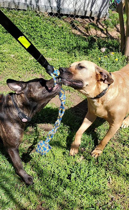 a photo of two dogs playing tug-of-war with the toy