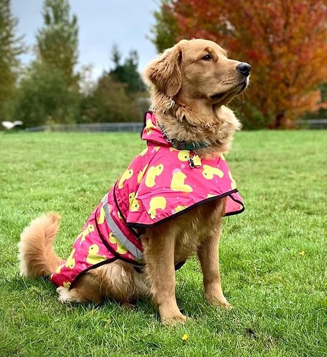 A reviewer's photo of a golden retriever wearing the pink raincoat with a rubber duck print.