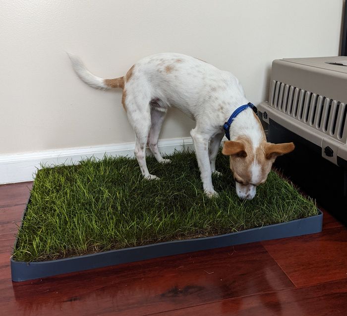 a photo of a dog standing on a grass pad