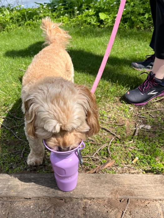 A reviewer's snapshot of the purple bottle featuring a dog sipping water from its top.