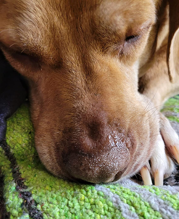 a photo of the same dog showing a healed, moisturized nose