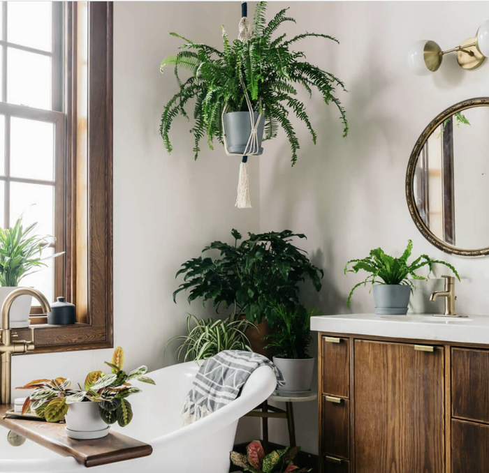 A bathroom filled with a variety of houseplants.