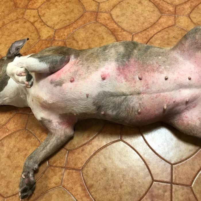 A before photo of a dog displaying a red, irritated belly.