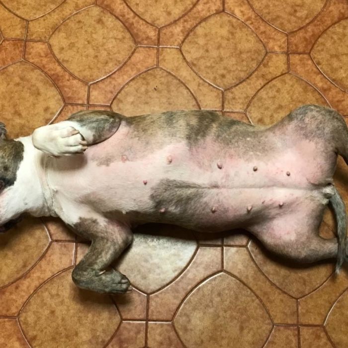 The same reviewer's dog after using the allergy supplements, showing calmer and less red skin.