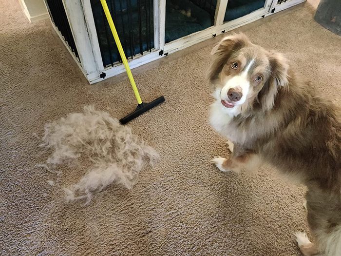 A reviewer's brown and white dog staring directly at the camera, next to a large pile of fur and a cleaning broom.