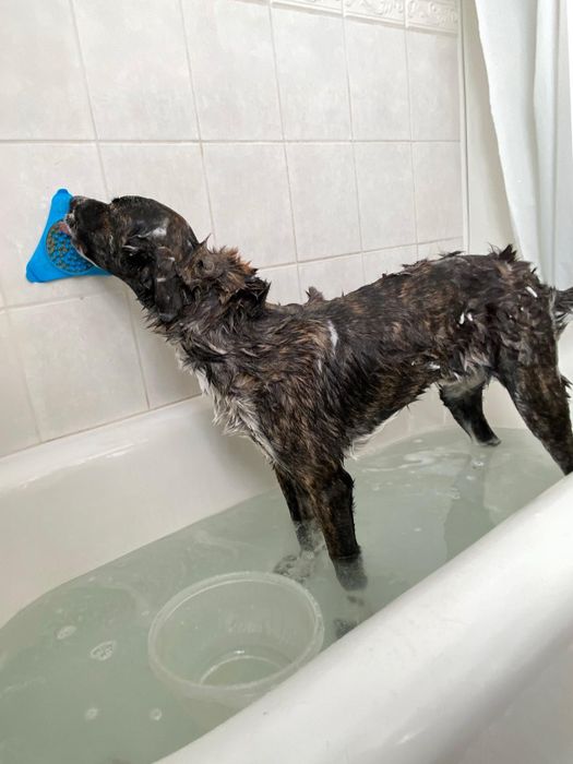 A different reviewer’s dog enjoying the lick mat while getting a bath.