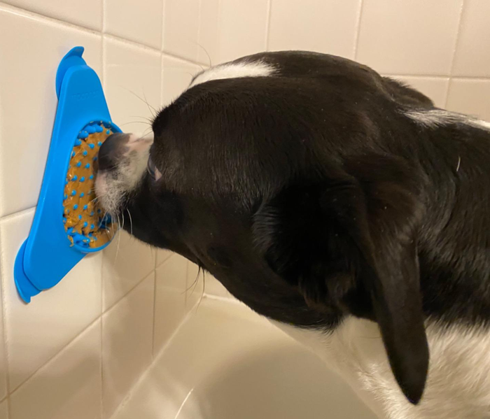 A reviewer's dog happily licking peanut butter off a blue lick mat.