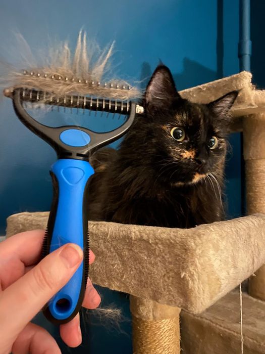 a reviewer holding the brush with fur in it, in front of their cat
