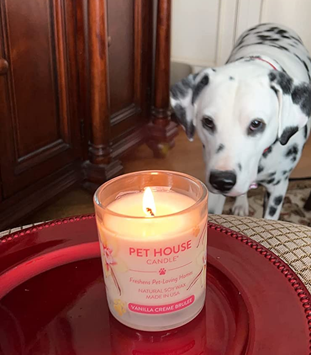 A reviewer’s dog watching the vanilla creme brulee-scented candle flicker.