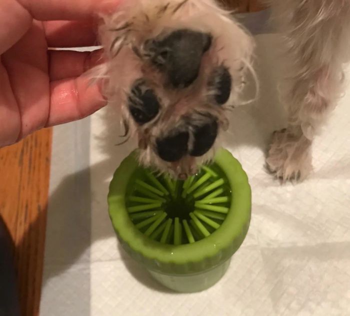 The previously muddy paw now clean, positioned above a green silicone tube equipped with bristles.