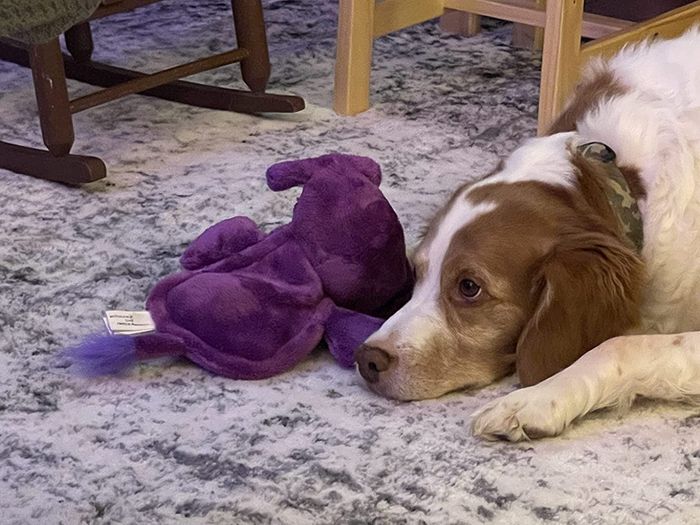 A reviewer's dog lying down with the purple elephant toy beside it.