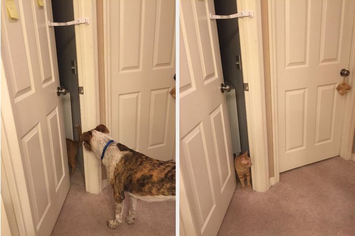 A reviewer's Door Buddy latch secured to a door, with a cat safely inside a room while a dog stands outside, unable to enter.