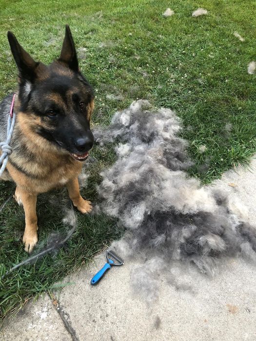 a reviewer’s dog next to the brush, showcasing a huge pile of fur that came off during grooming