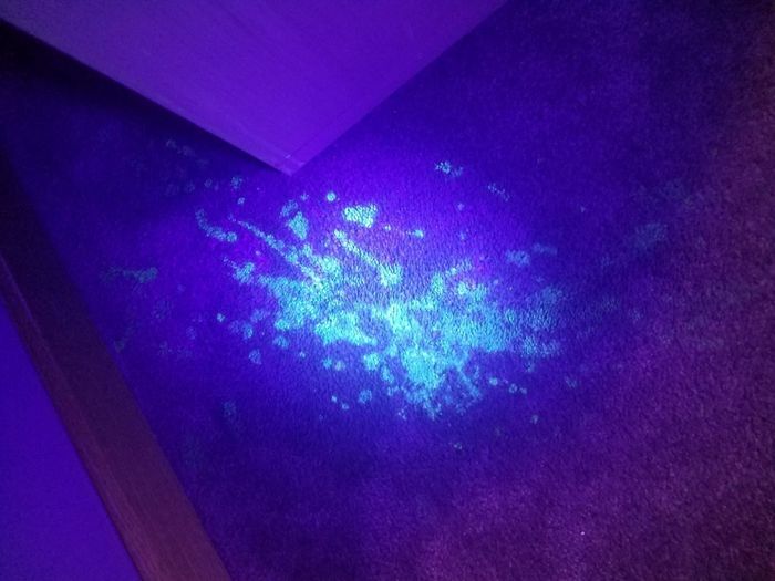The same area illuminated by the UV light, revealing visible splotches of the hidden mess.