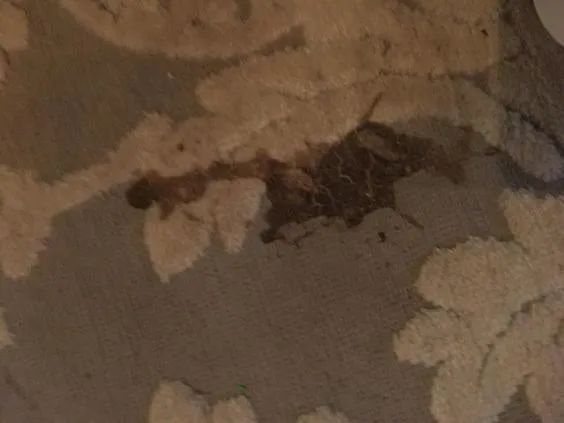 A carpet marred by a significant stain