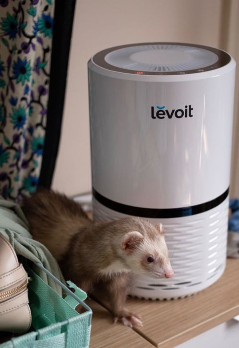 A review image featuring a weasel beside the Levoit air purifier.