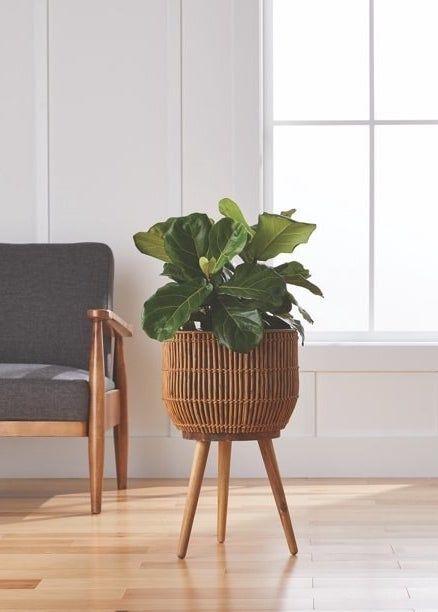 A rattan plant holder with wooden legs, supporting a leafy green plant on a wooden floor, placed in front of a gray chair.