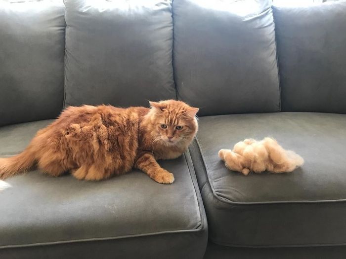 A reviewer's cat lounging on a couch beside a pile of fur that was brushed off using the grooming tool