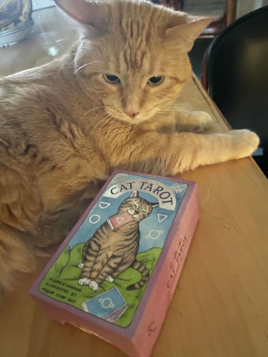 A cat lounging next to a set of cat-themed Tarot cards