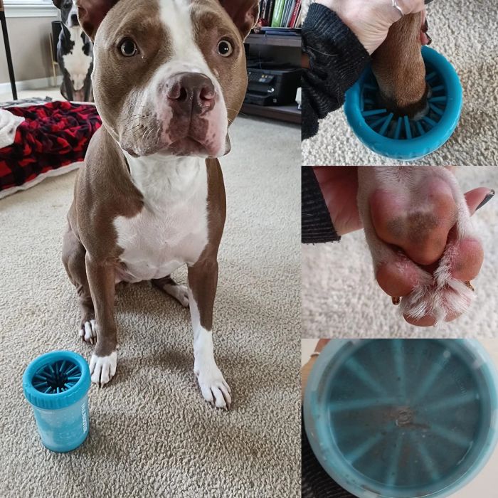 A photo shared by a reviewer, showing their dog happily using the paw cleaner.
