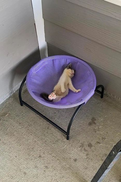 A small kitten is napping on its back inside a purple pet bed, resting on a porch. Nearby, a metal table holds an object.