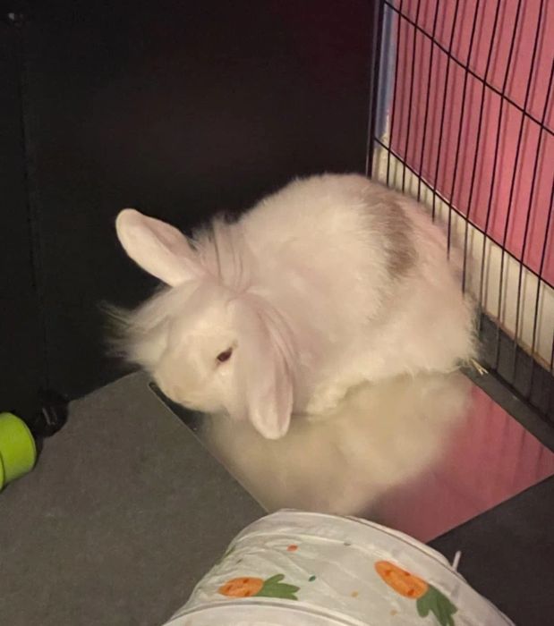 A fluffy white rabbit sits by its cage, next to a fabric item adorned with a pumpkin pattern.
