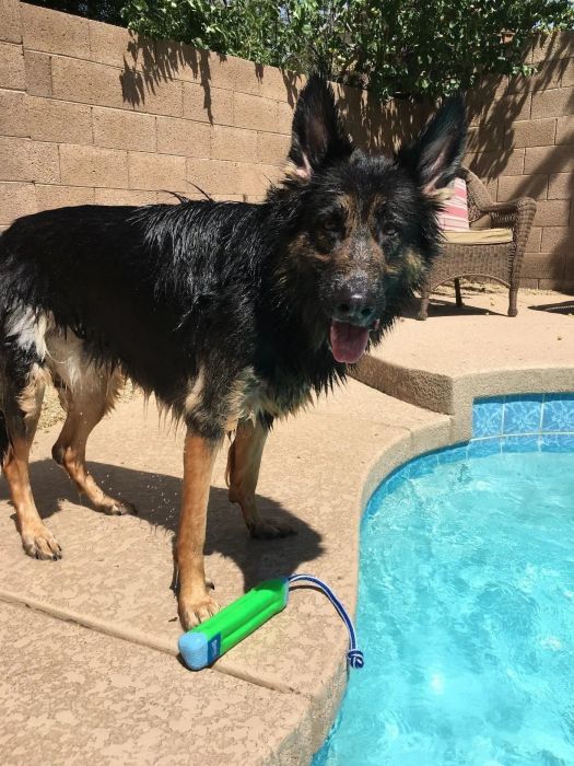 A photo shared by a reviewer, showing their dog with the toy outside of the pool.