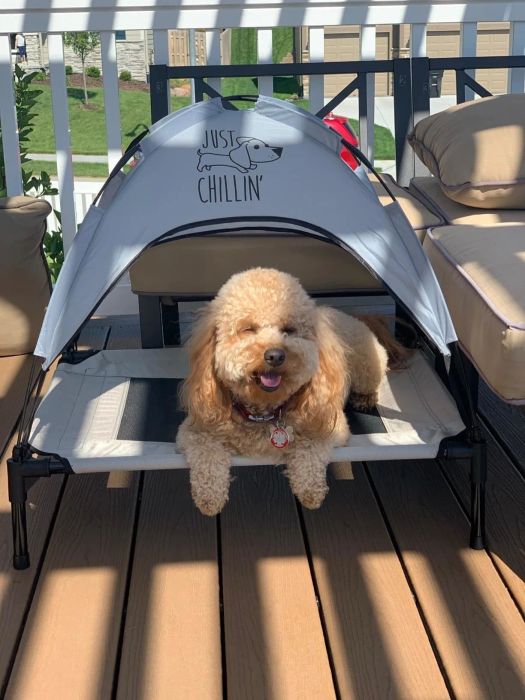 A reviewer photo of a dog lounging on a medium gray bed with a canopy