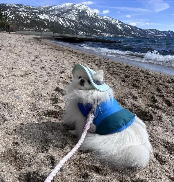 A fluffy white dog sporting a blue vest and sunhat, sitting on a sandy beach with a picturesque view of mountains and the ocean in the background