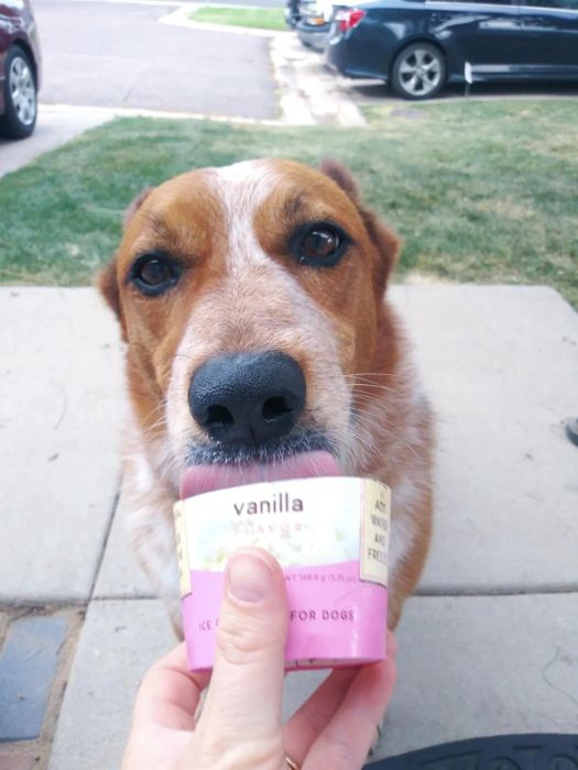 A reviewer shows a dog licking maple bacon ice cream straight from the container, savoring every bite.