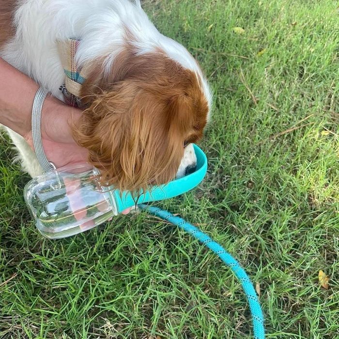 A dog drinking from a portable water bottle with an attached bowl, held by a person in a grassy area