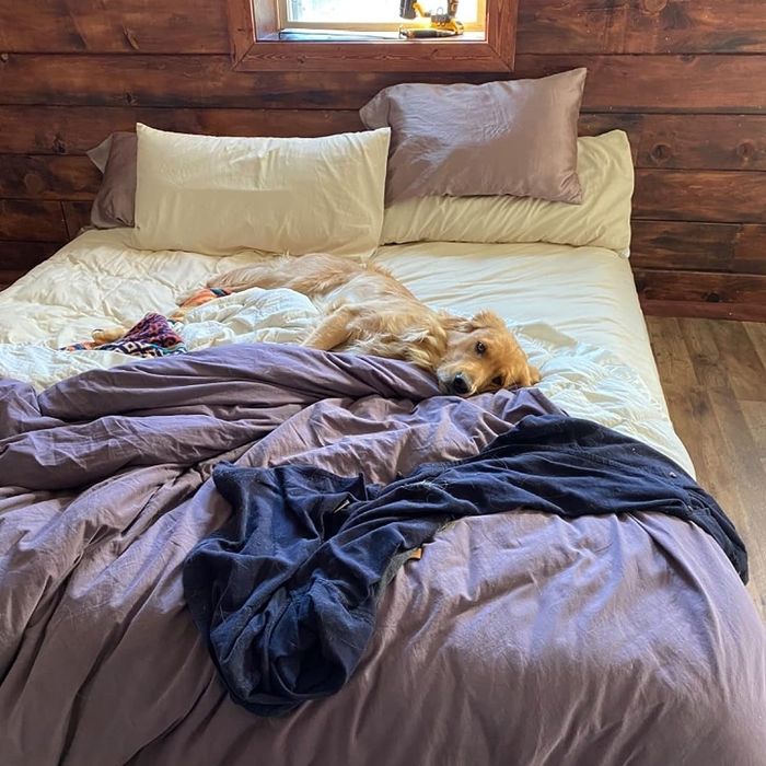 A reviewer's photo of sheets with a dog resting comfortably on top.