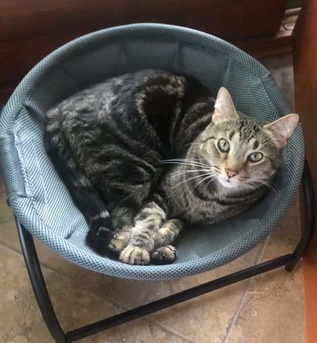 A tabby cat with striking green eyes is curled up, resting peacefully in a small round fabric chair. The cat gazes up at the camera, exuding a sense of calm and relaxation.