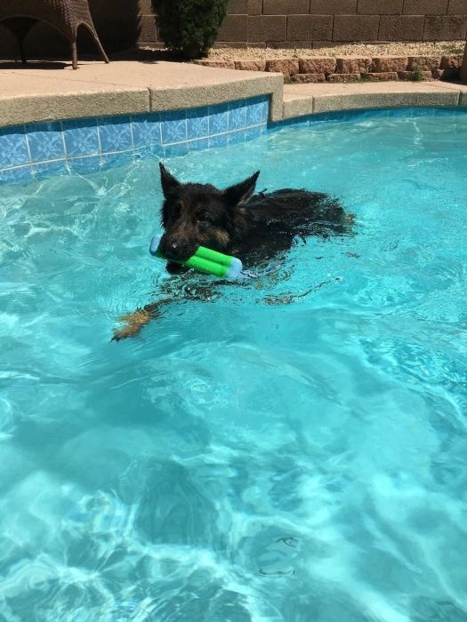 A photo shared by a reviewer, showcasing their dog with the toy out of the pool.