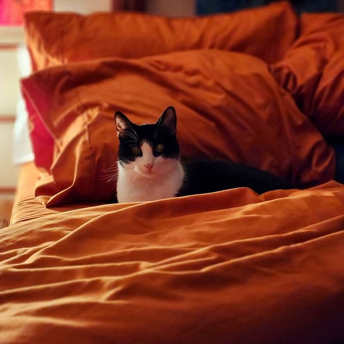 A reviewer's image of a cat lounging on the bed.