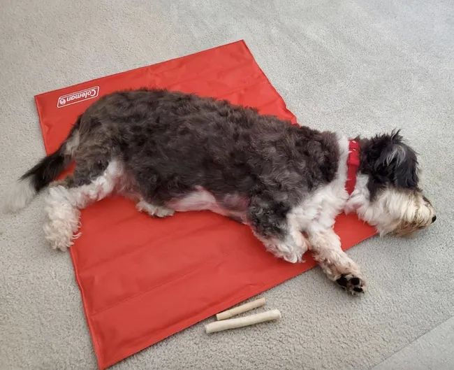 Reviewer's picture of their dog resting on a red mat