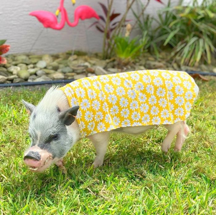 A pet pig, dressed in a yellow daisy-patterned outfit, stands on grass in a garden adorned with flamingo decorations.