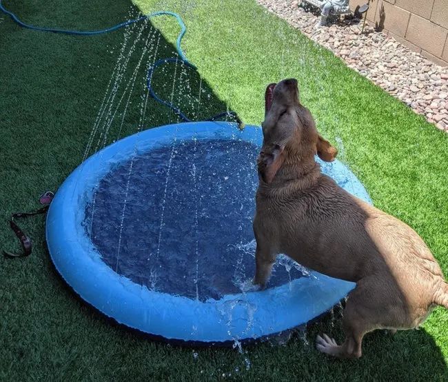 An image shared by a reviewer showing a dog having fun with the splash pad.