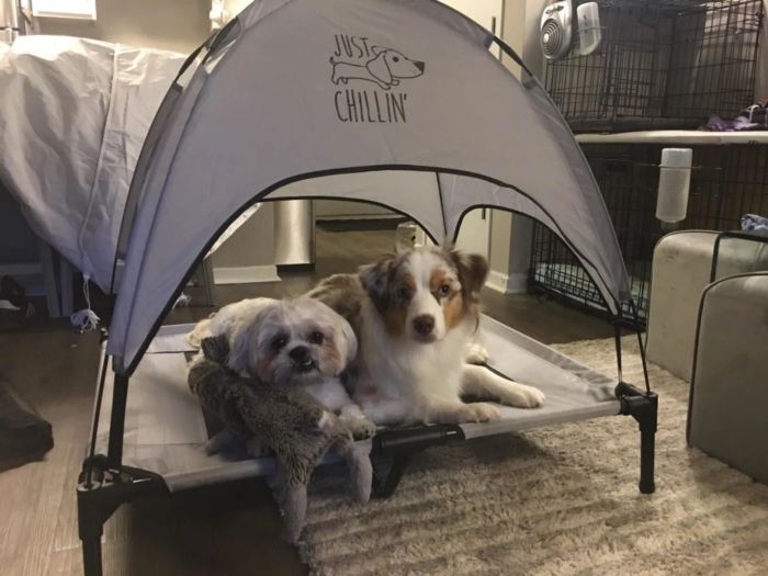 A reviewer photo showing two puppies relaxing on a large gray bed with a canopy