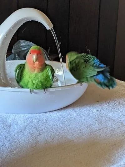 Two lovebirds: one rests on the edge of a water basin while the other prepares to join.
